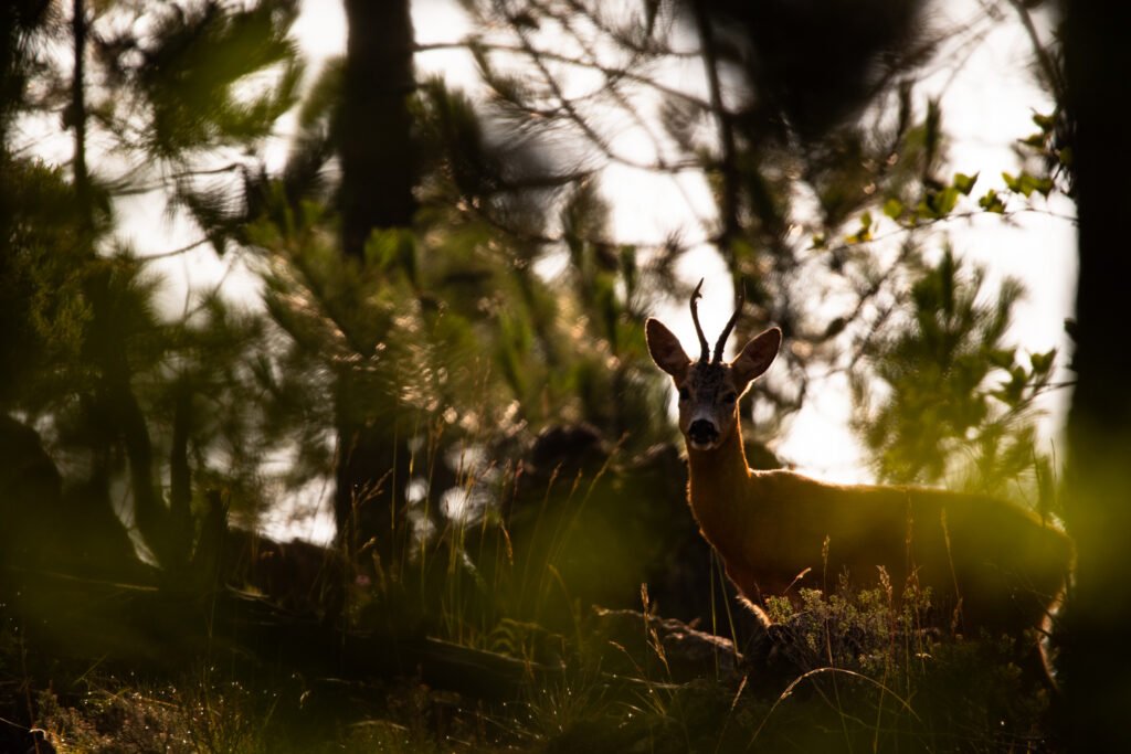 3 e 4 Ottobre 2026 – Workshop di fotografia naturalistica: tracce, incontri e scatti consapevoli