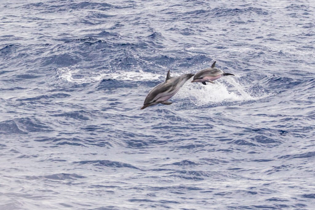 48A0784 Migliorato NR