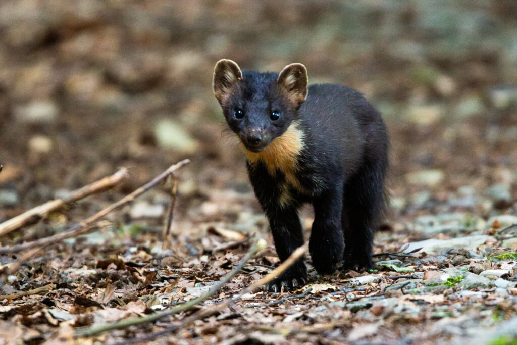 48A4141 Migliorato NR