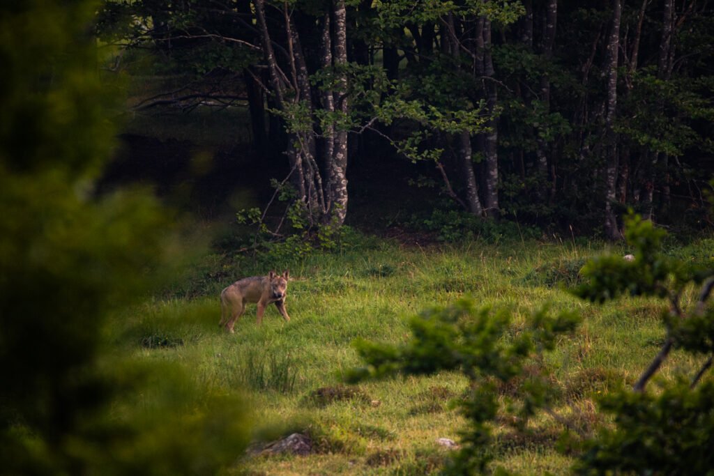 L’arte dell’Attesa