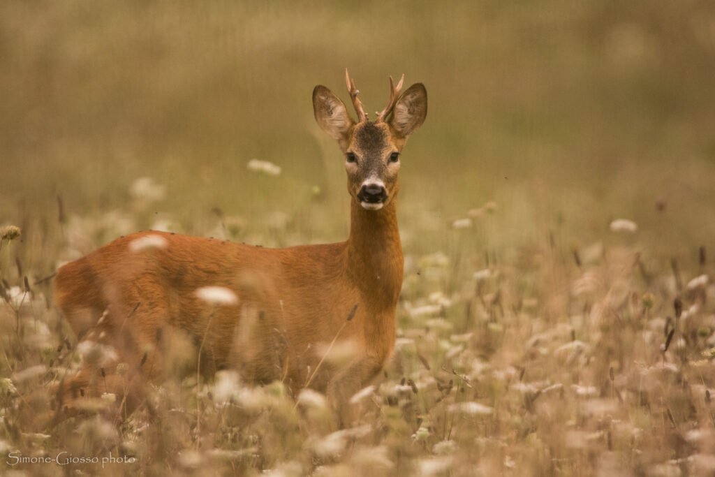 13 Dicembre – Corso di Animal Trakking e Wildlife Watching
