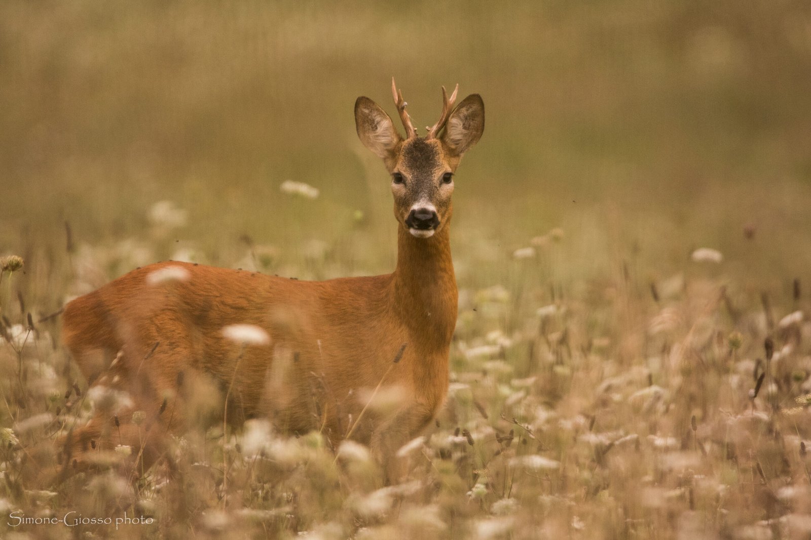 Scopri di più sull'articolo 13 Dicembre – Corso di Animal Trakking e Wildlife Watching