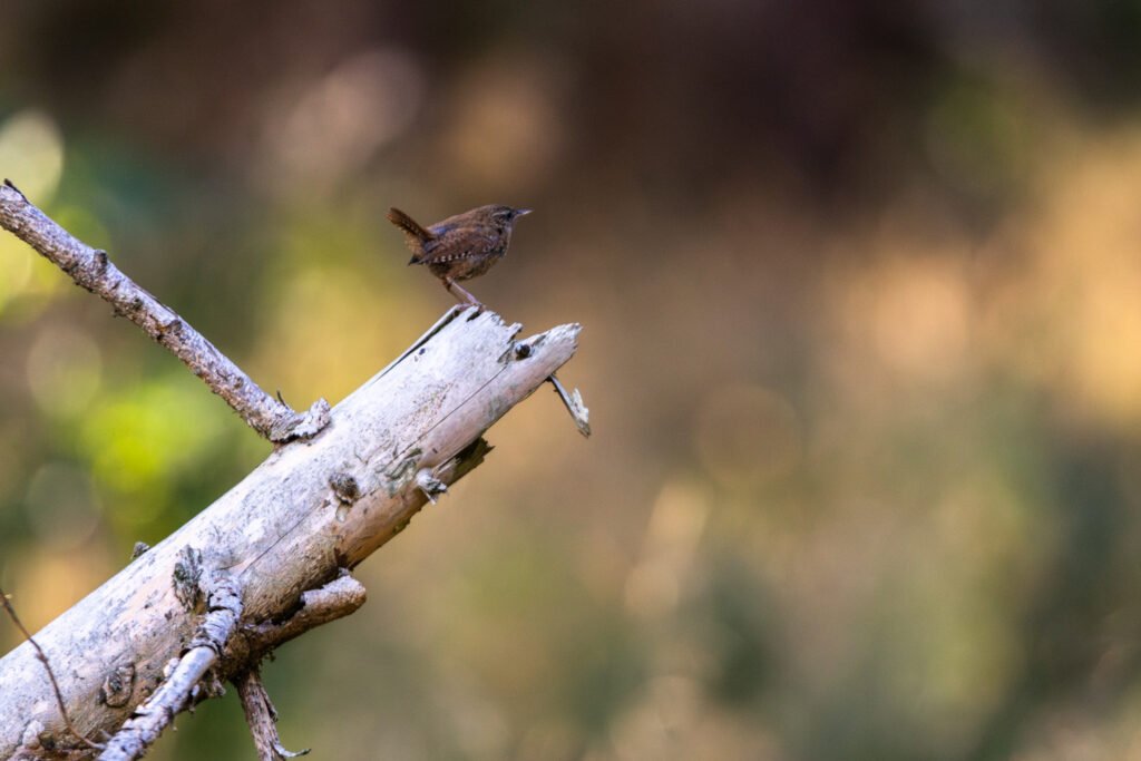 Y4A3118 Migliorato NR