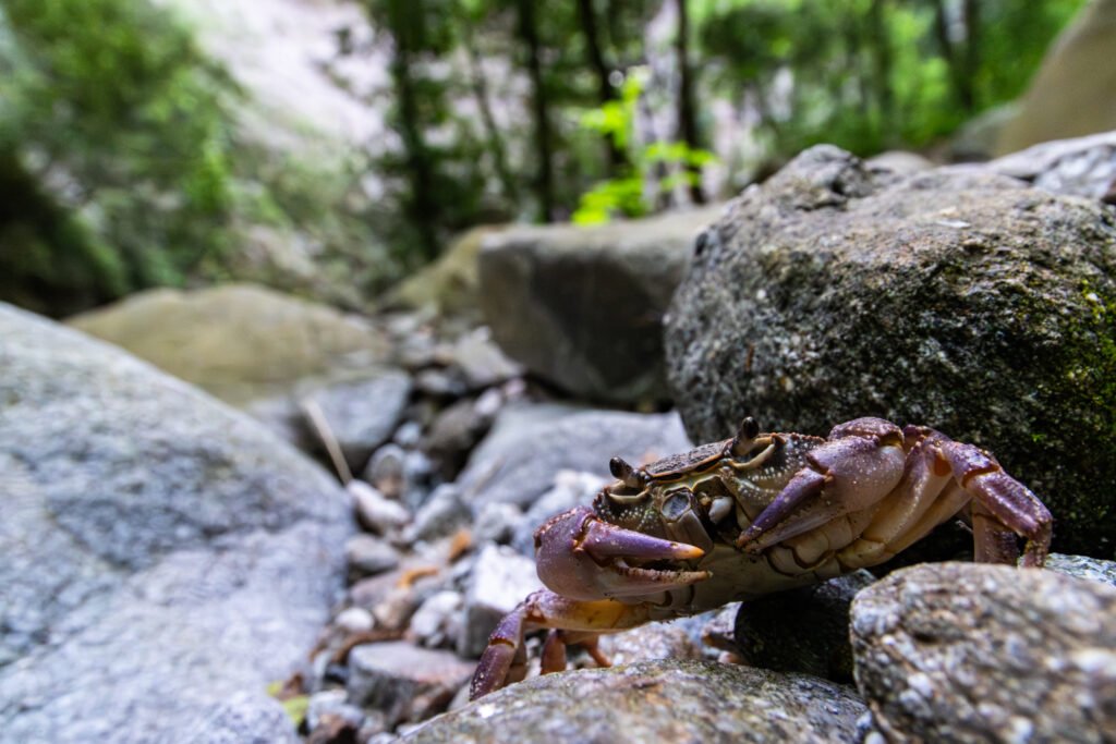 Y4A4414 Migliorato NR