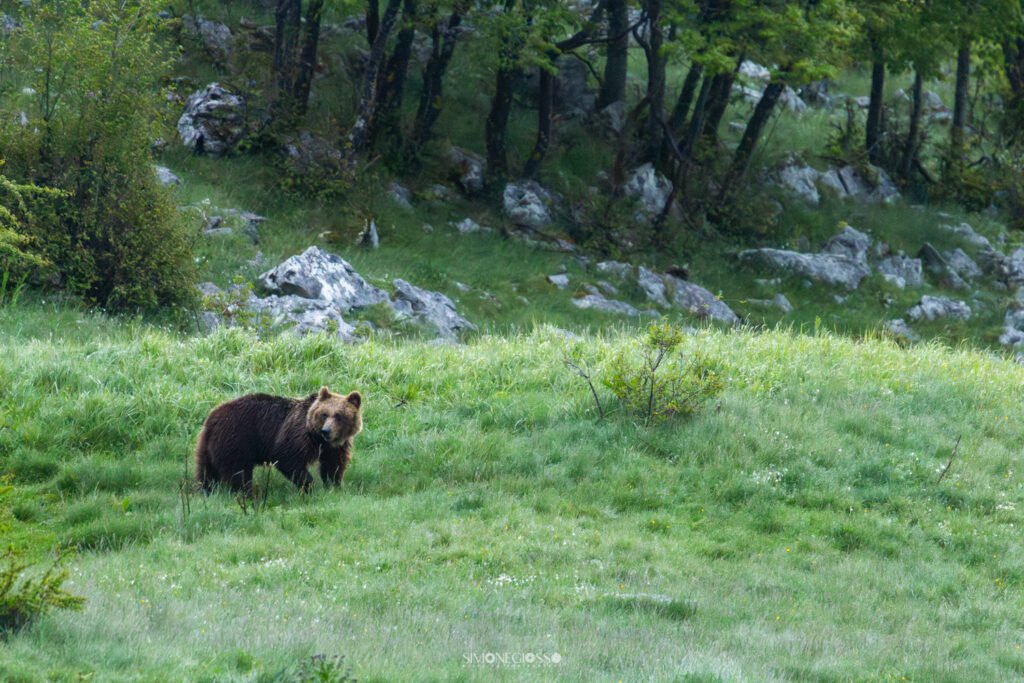 Y4A5287 Migliorato NR