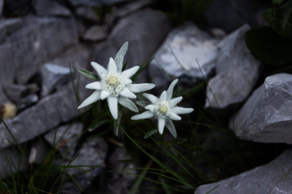 Fioriture d’alta quota