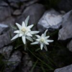 Fioriture d'alta quota 7 Y4A5450