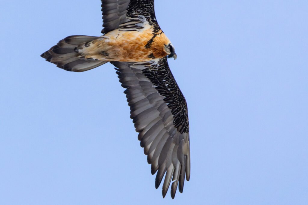 Y4A6229 Migliorato NR