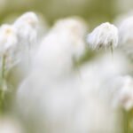 Fioriture d'alta quota 11 Y4A6472