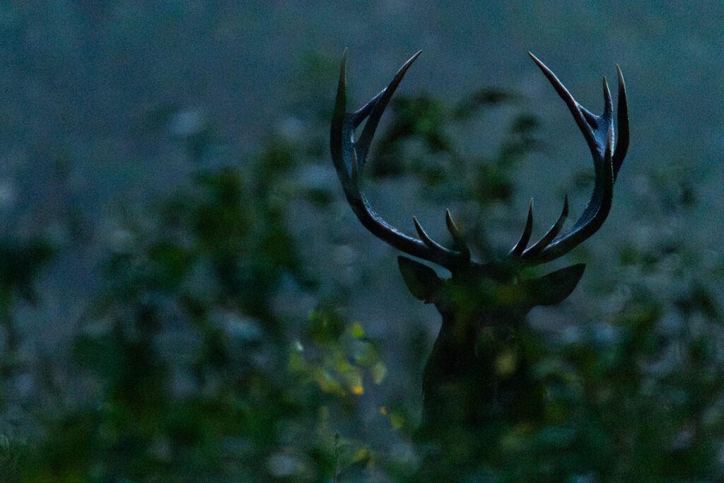 Y4A7429 Migliorato NR