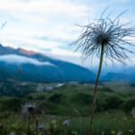 Fioriture d'alta quota 6 48A1068