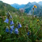 Fioriture d'alta quota 4 48A1079