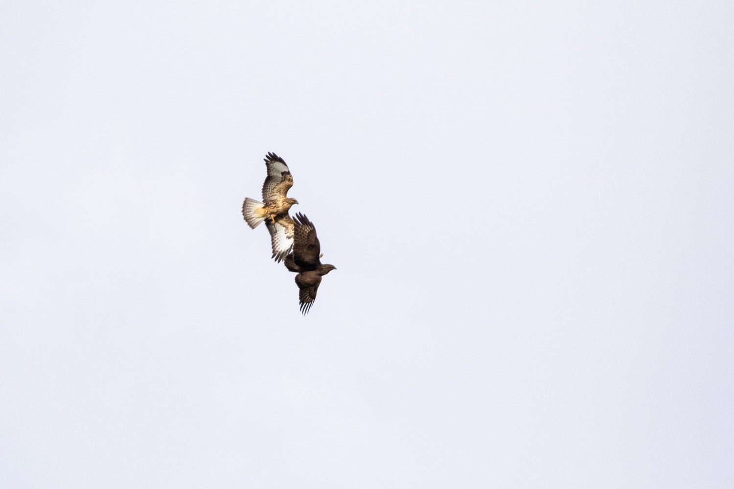 Scopri di più sull'articolo 14 Dicembre – Lassù dove osano i rapaci