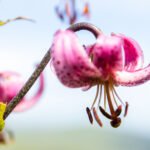 Fioriture d'alta quota 5 Y4A4459