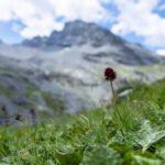 Fioriture d'alta quota 9 Y4A5479