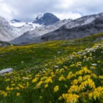 Fioriture d'alta quota 3 Y4A5625